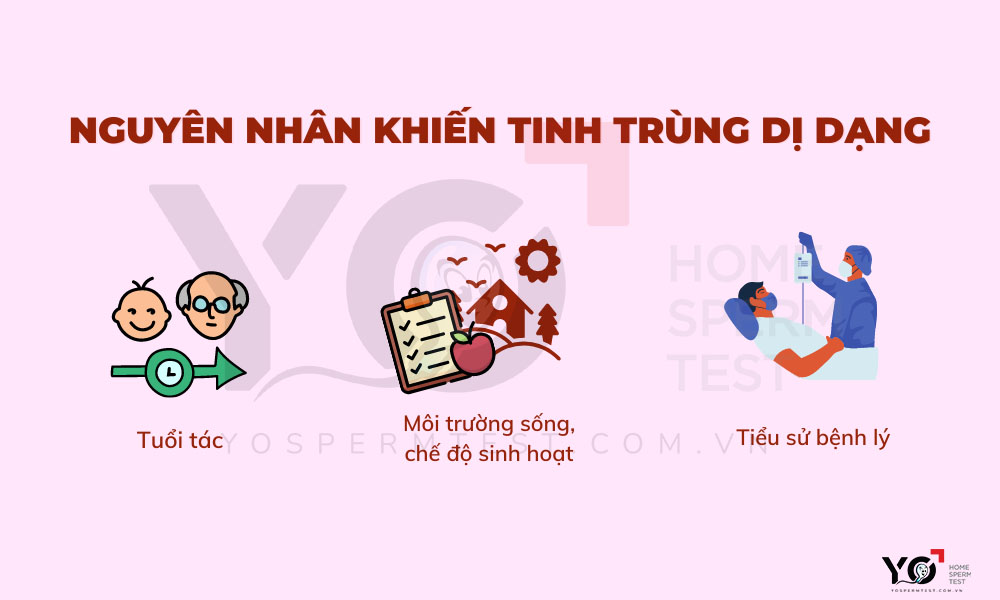 Nguyên nhân dẫn đến tình trạng tinh trùng dị dạng 100%