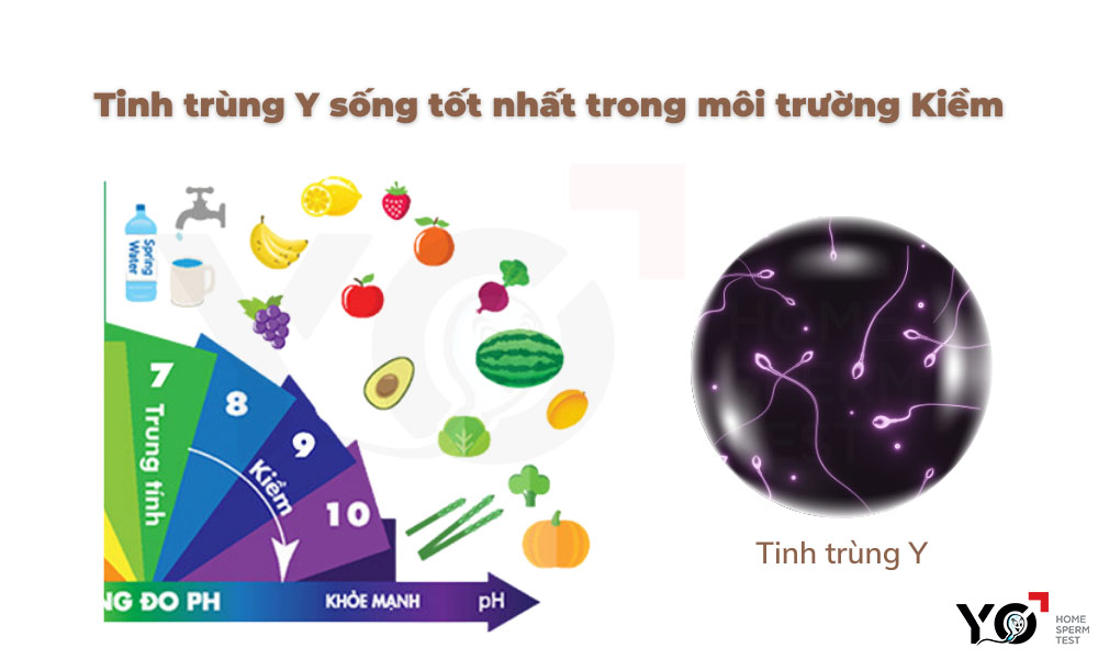 Môi trường Kiềm là môi trường ưa thích của tinh trùng Y