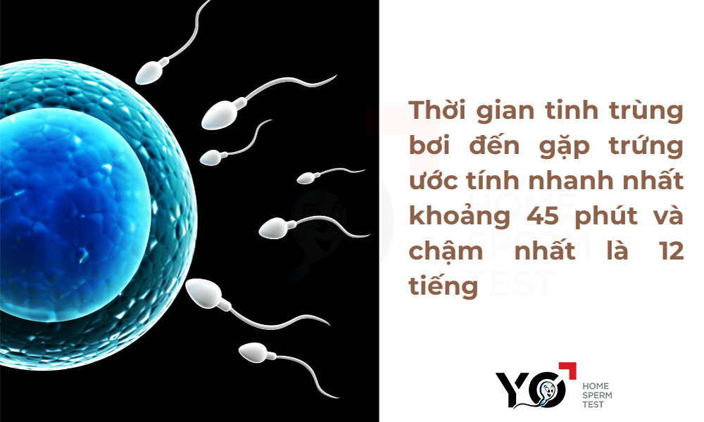 Thời gian tinh trùng bơi đến gặp được trứng là bao lâu