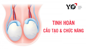 Tinh hoàn: cấu tạo và chức năng