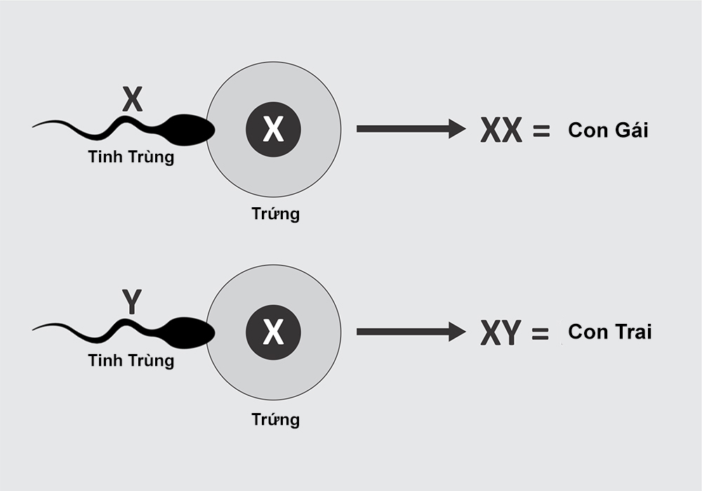 tinh trung va trung ket hop