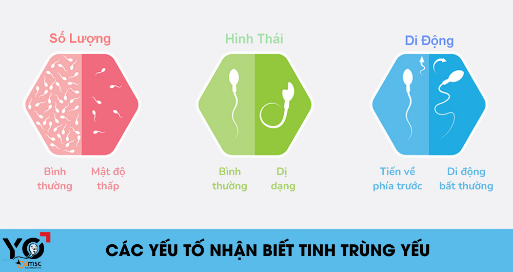 Tinh trùng yếu là tinh trùng có số lượng ít, hình thái dị dạng nhiều và độ di động kém