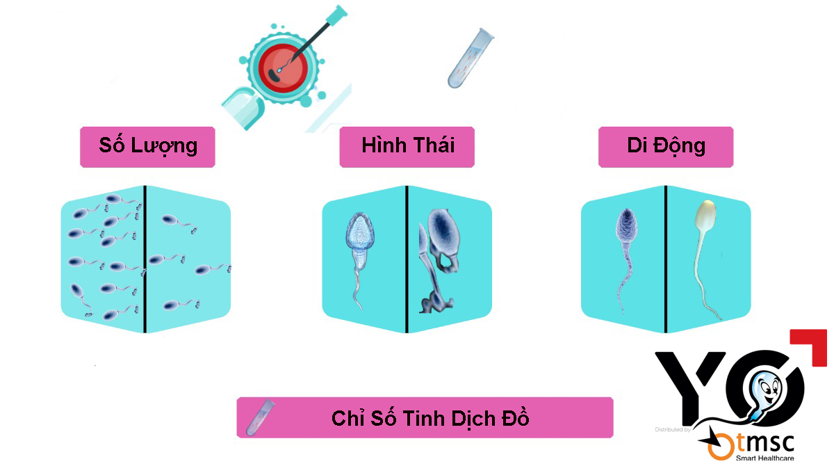 chi-so-co-ban-xet-nghiem-tinh-dich-do