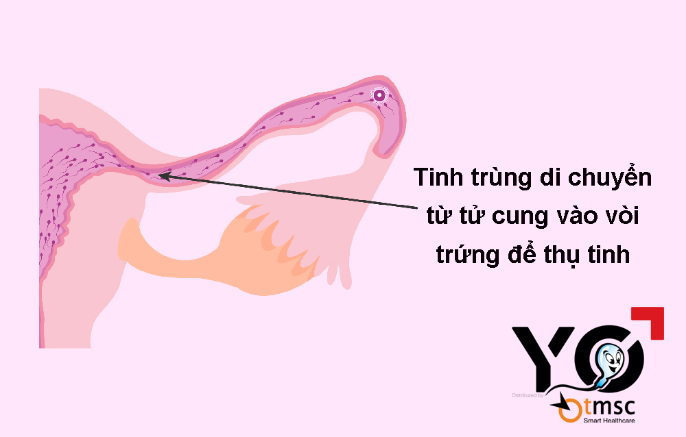 Tinh trùng X và Y sẽ di chuyển vào ống dẫn trứng để thụ tinh