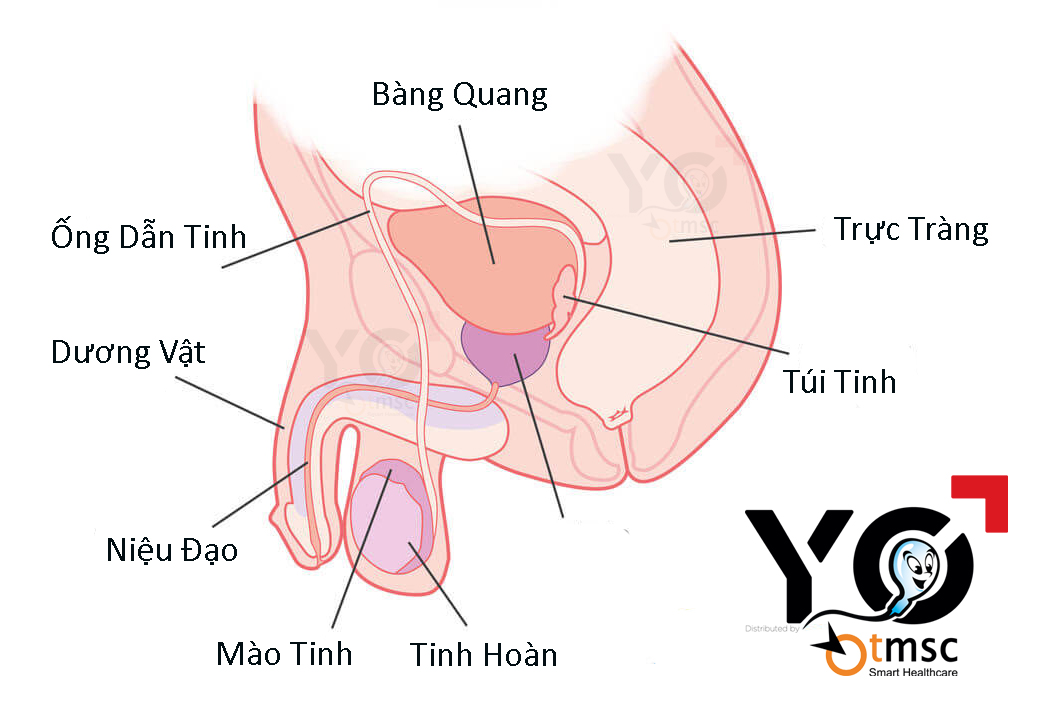 tui tinh nam o dau