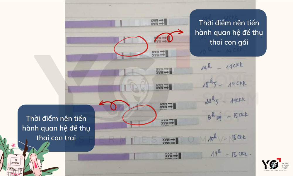 tính ngày rụng trứng cho mẹ có chu kỳ kinh đều