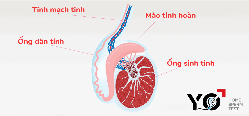Mặt cắt dọc Tinh Hoàn Khỏe Mạnh