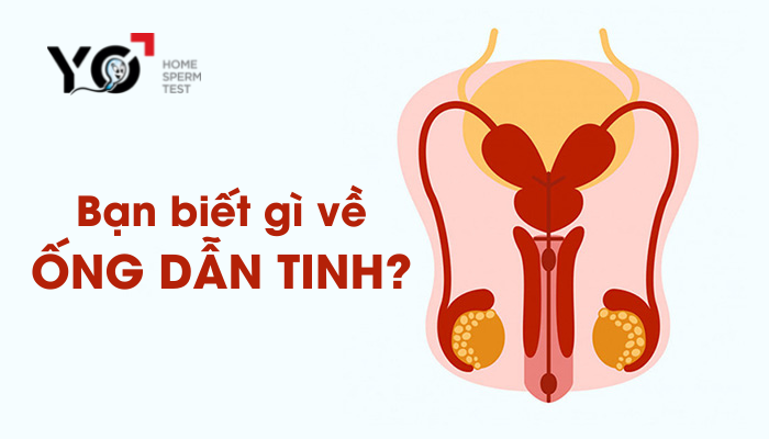 Bạn biết gì về ỐNG DẪN TINH