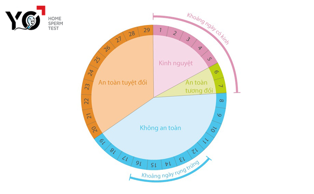 Ngày rụng trứng trong 1 chu kỳ kinh nguyệt trung bình 28- 29 ngày của phụ nữ