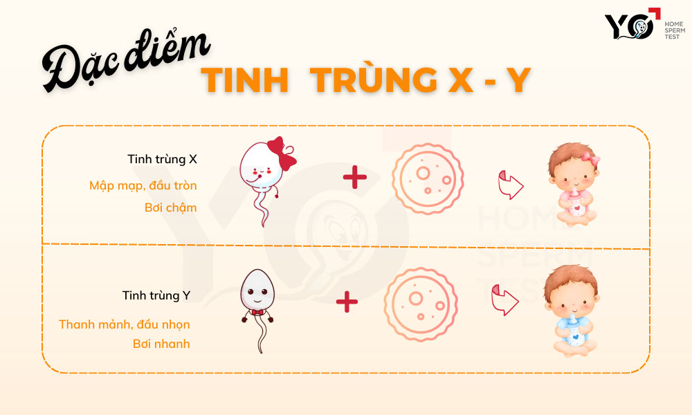 Tinh trùng của bố có 2 loại là tinh trùng X và tinh trùng Y