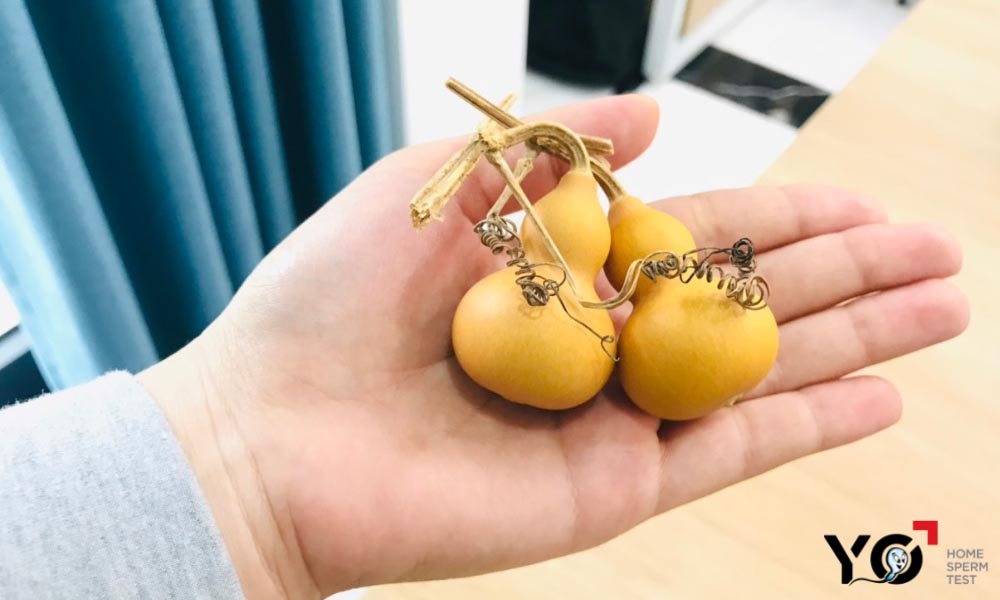 Bầu hồ lô cầu con