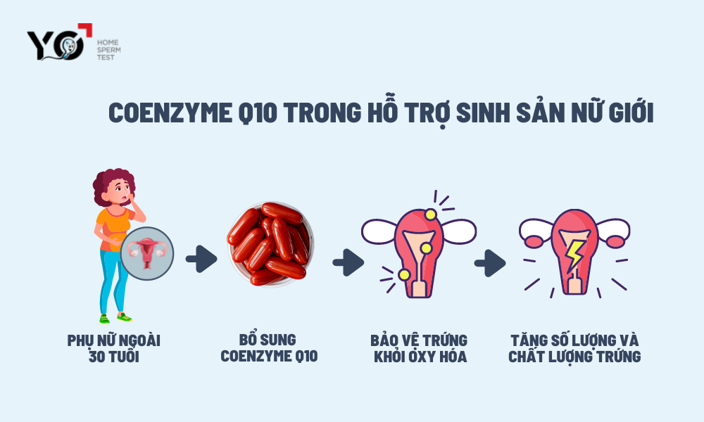coenzyme-q10-ho-tro-sinh-san-nu-gioi