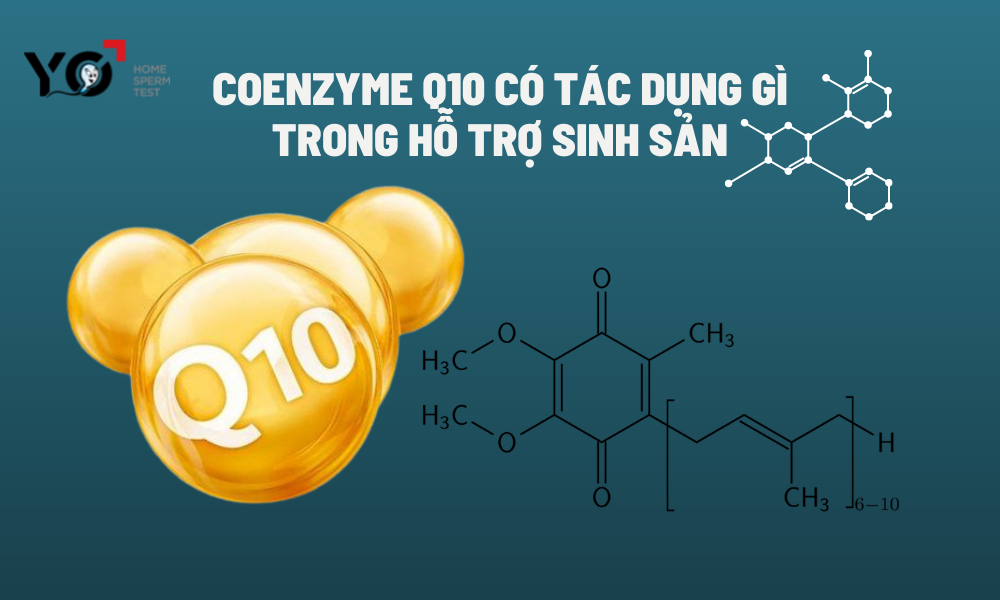 Cấu tạo hóa học của Coenzyme Q10