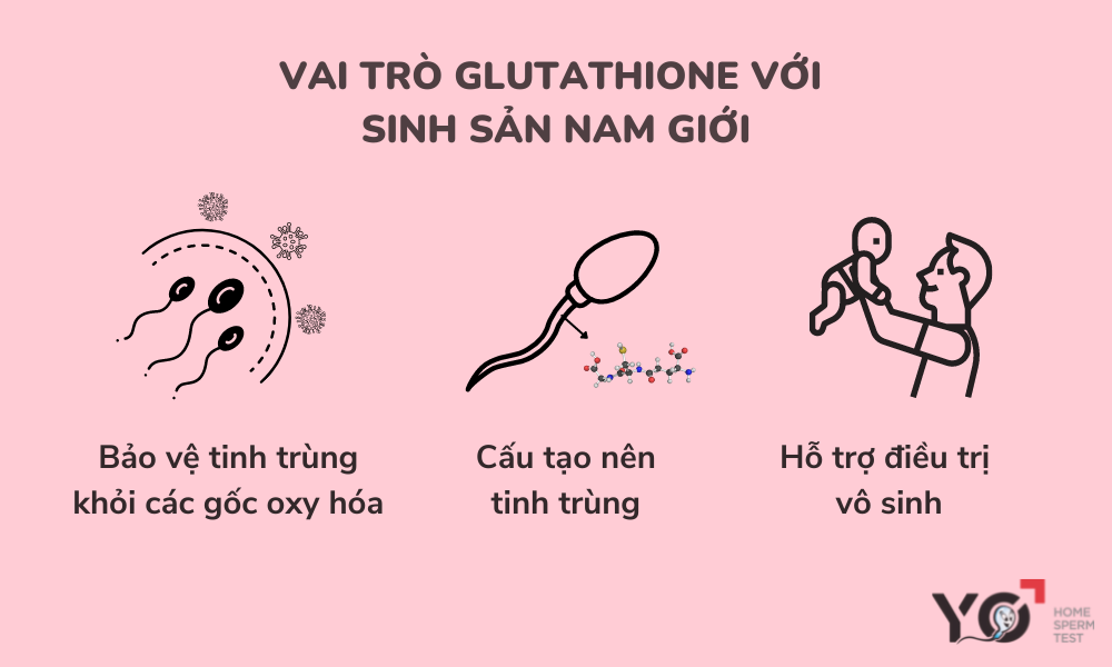 Vai trò của Glutathione đối với sinh sản ở nam giới