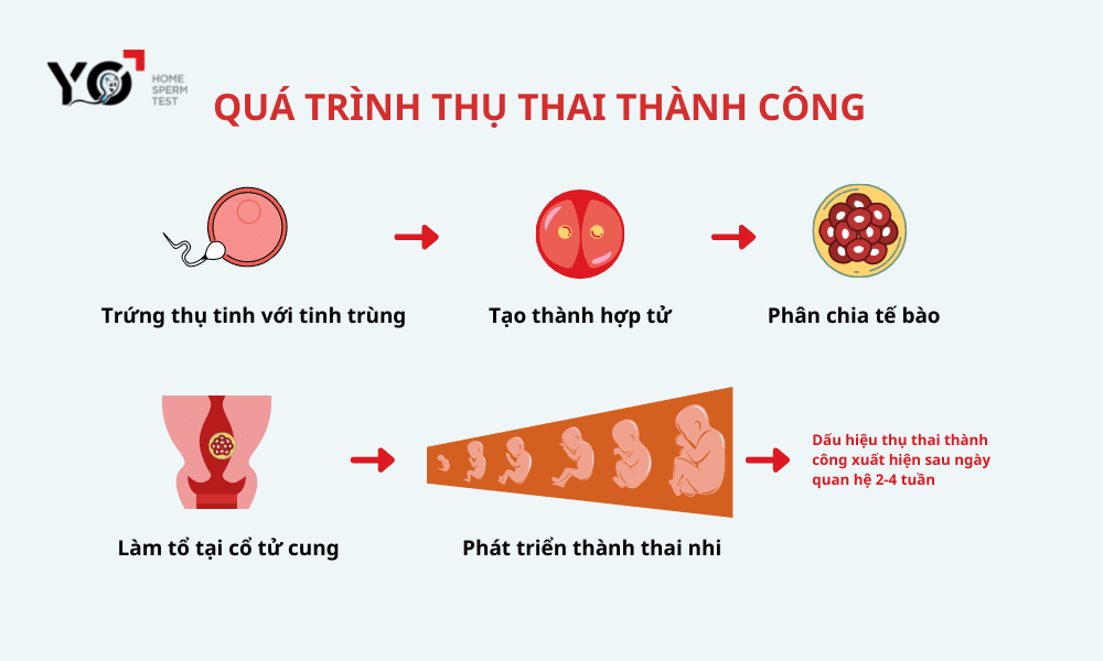 Mô phỏng quá trình hình thành thai nhi