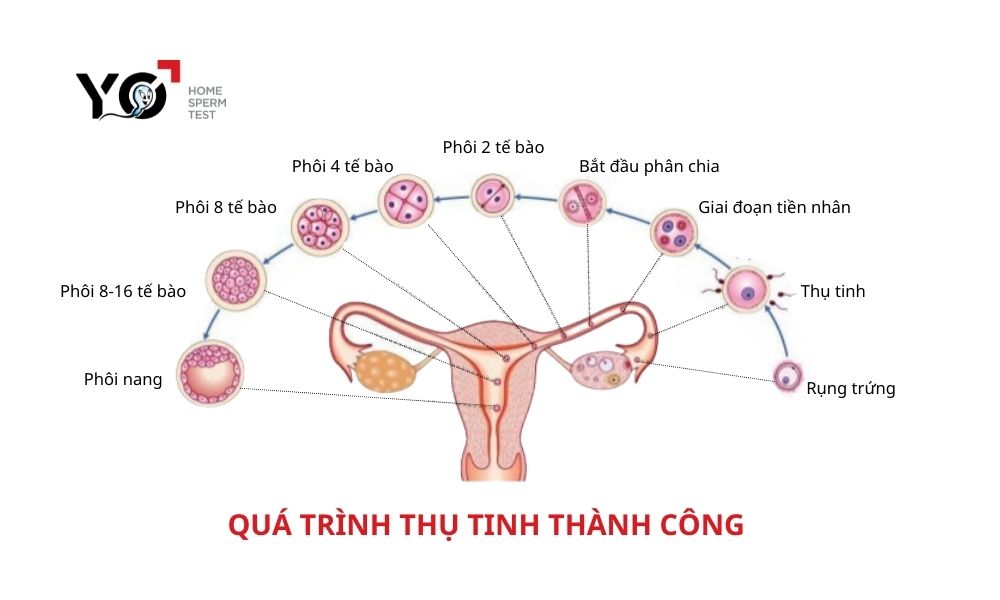 Mô phỏng quá trình thụ tinh thành công