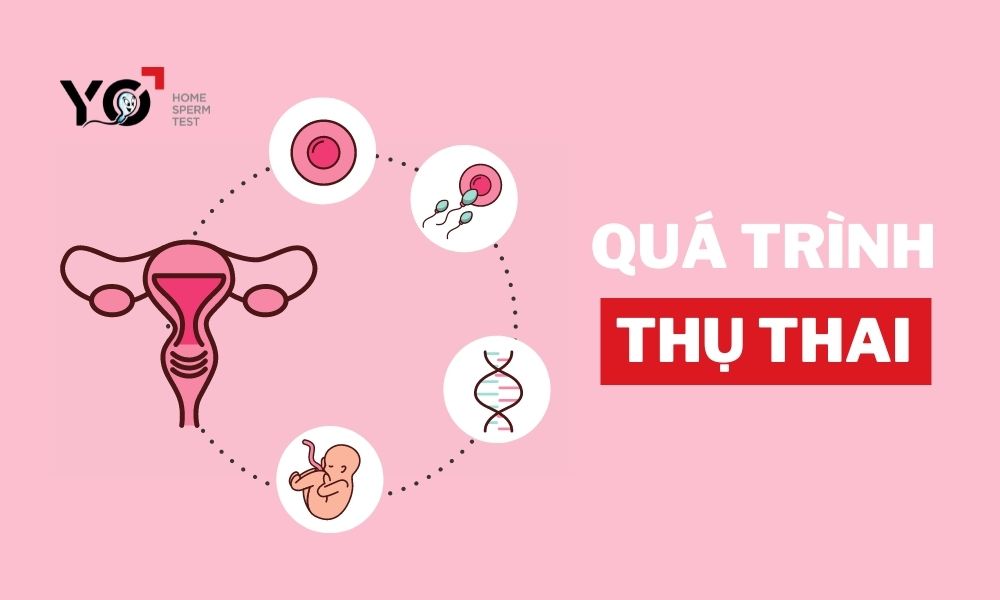 qua trinh thu thai dien ra nhu the nao