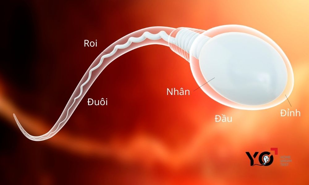 Mô phỏng đặc điểm cấu tạo của tinh trùng nam giới