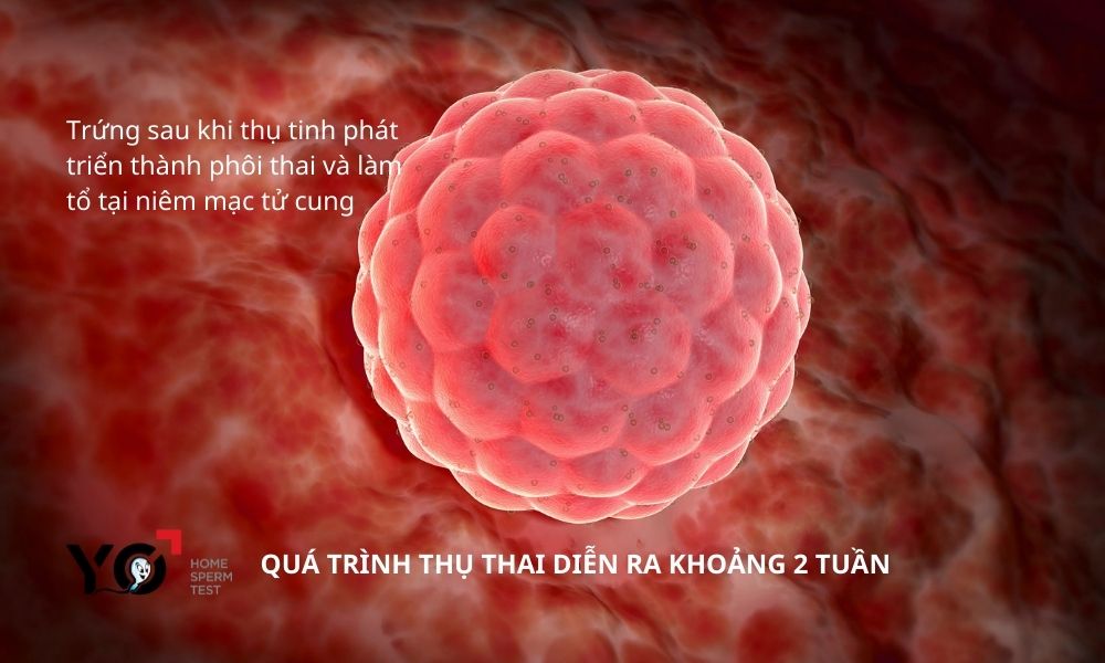 Quá trình thụ thai diễn ra trong 2 tuần sau khi giao hợp