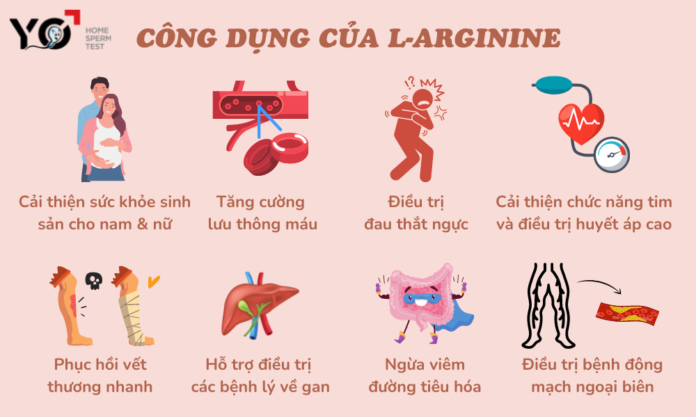 Một số công dụng quan trọng của hoạt chất L-arginine