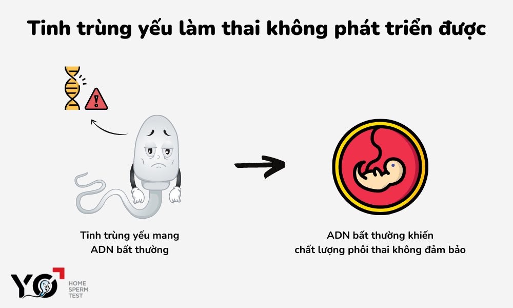 Tinh trùng có ảnh hưởng đến thai nhi