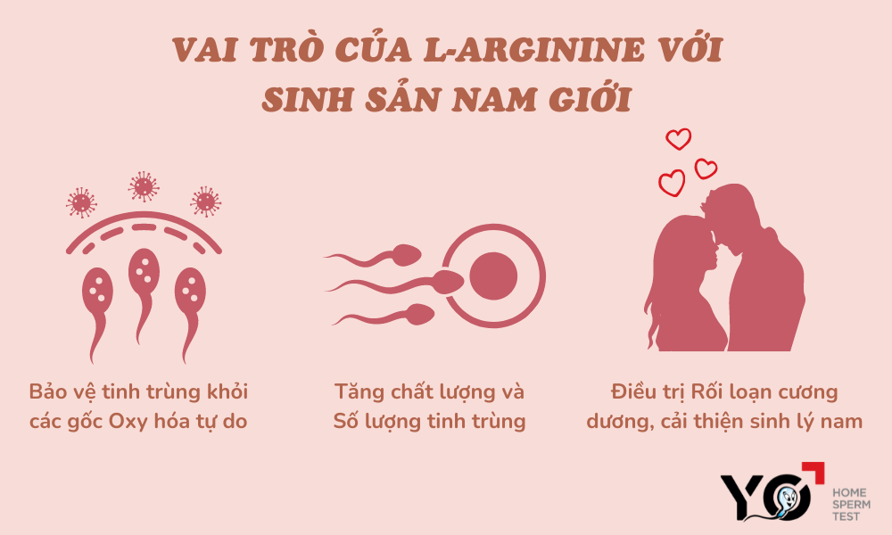 L-arginine có tác dụng gì đối với sức khỏe sinh sản nữ giới?