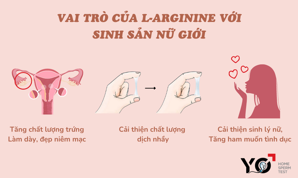 Vai trò của L-arginine với sinh sản nữ giới