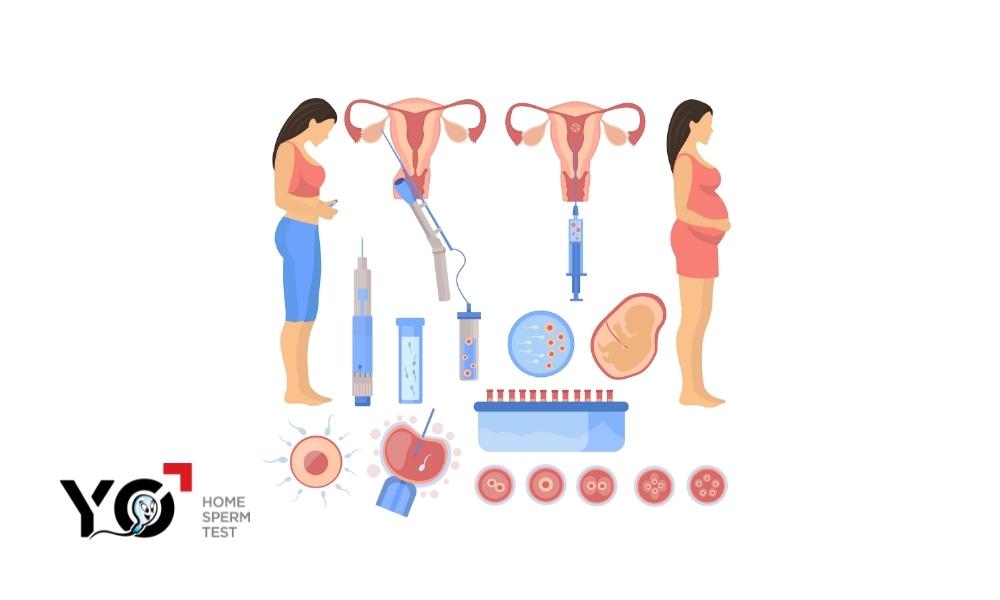 Quá trình thụ tinh nhân tạo
