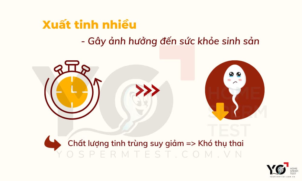 Khả năng sinh sản của nam giới bị ảnh hưởng nếu xuất tinh nhiều