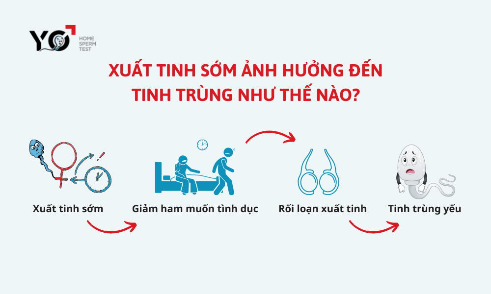Xuất tinh sớm làm suy giảm chức năng sinh dục, lâu dần ảnh hưởng đến chất lượng tinh trùng
