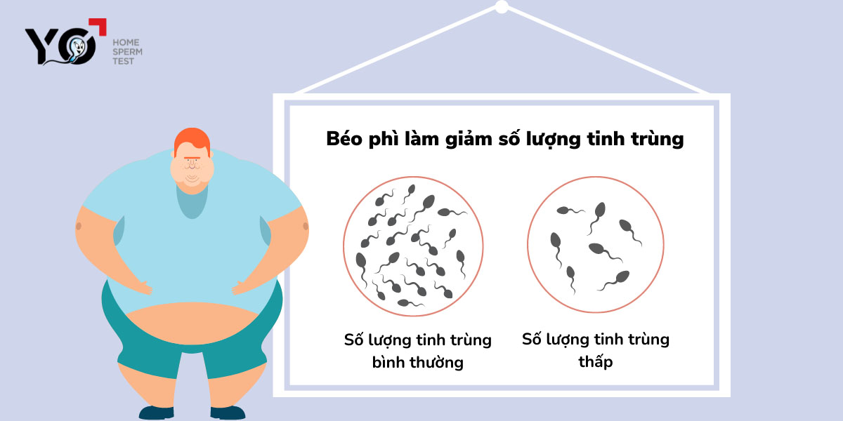Nam giới béo phì thường có số lượng tinh trùng thấp