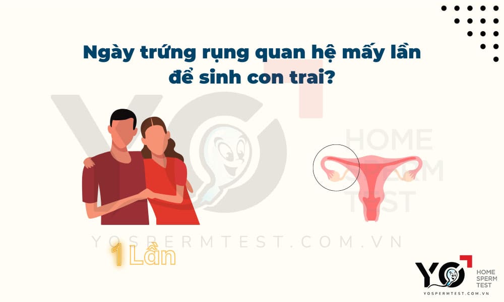 Chỉ nên quan hệ 1 lần vào ngày rụng trứng để sinh con trai