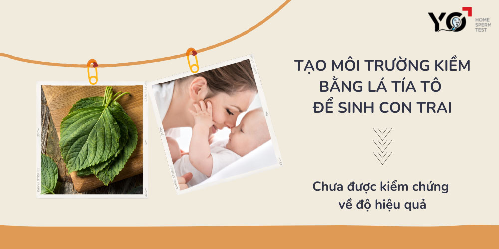 Phương pháp tạo môi trường kiềm bằng lá tía tô để sinh con trai chỉ là mẹo dân gian