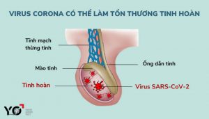 SARS-CoV-2 có thể ẩn náu bên trong tinh hoàn nam giới!