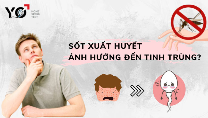 Ảnh hưởng của sốt xuất huyết đến tinh trùng