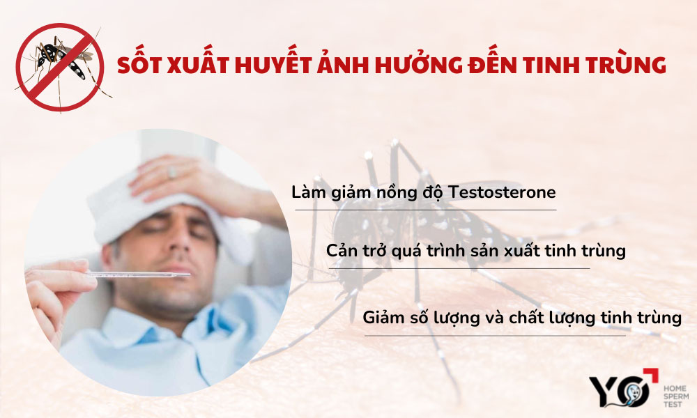 Sốt xuất huyết ảnh hưởng đến quá trình sản xuất tinh trùng