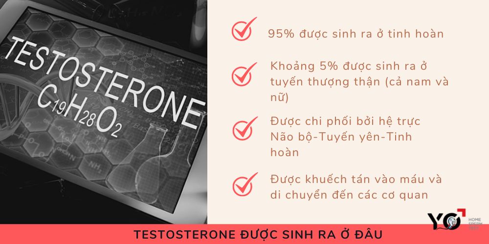 Ở nam giới, Testosterone được sinh ra ở tinh hoàn và tuyến thượng thận