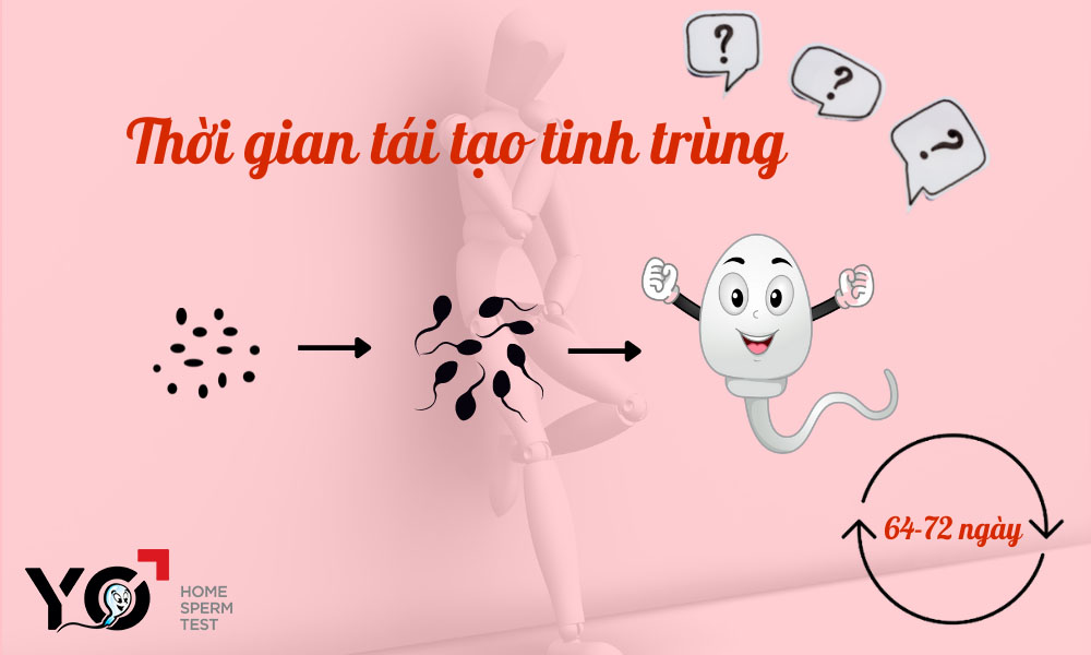 Trải qua 64-72 ngày tinh trùng mới được tái tạo hoàn chỉnh