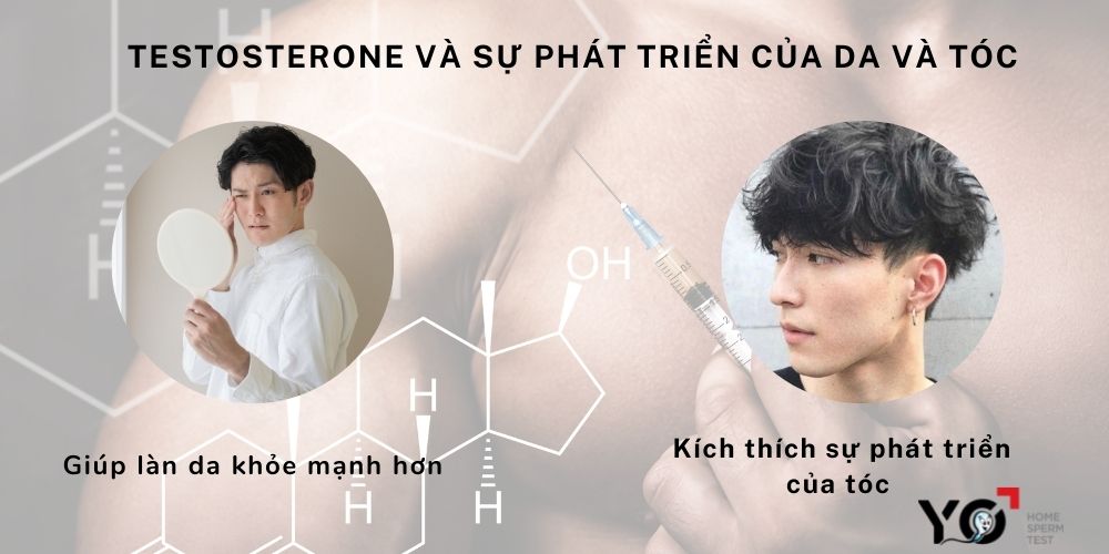 Testosterone có vai trò trong sự phát triển của da và tóc