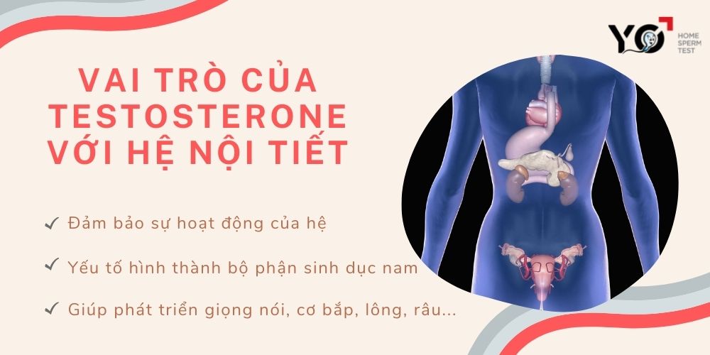 Vai trò của Testosterone với hệ thống nội tiết
