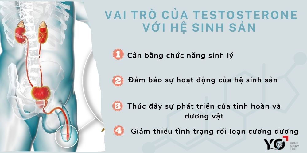 Testosterone đảm bảo sự hoạt động của hệ thống sinh sản