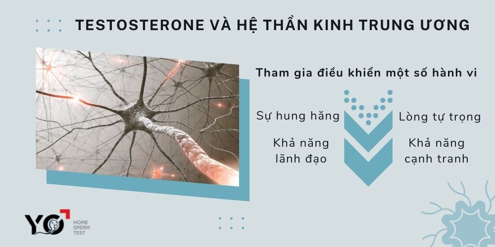 Testosterone điều khiển một số hành vi của cơ thể