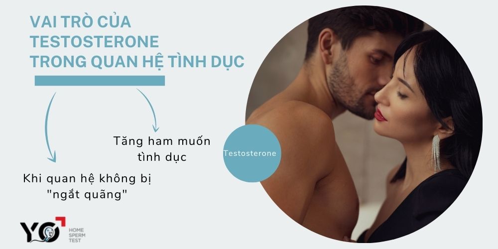 Testosterone là hormone tình dục chính của nam giới