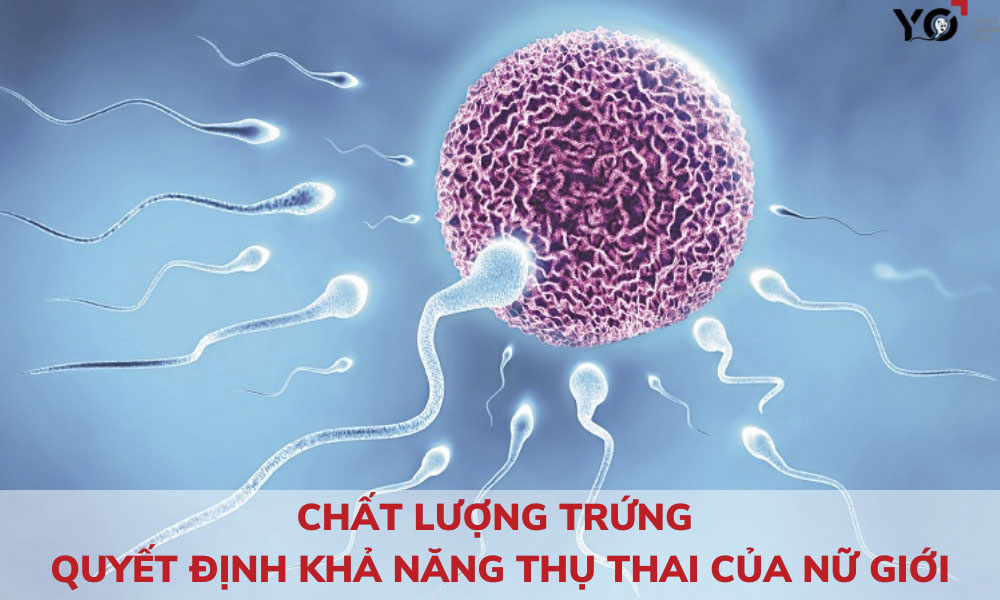 Chất lượng trứng quyết định khả năng thụ thai của nữ giới