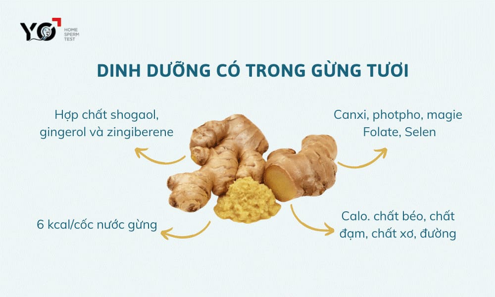 Chữa yếu sinh lý bằng gừng tươi
