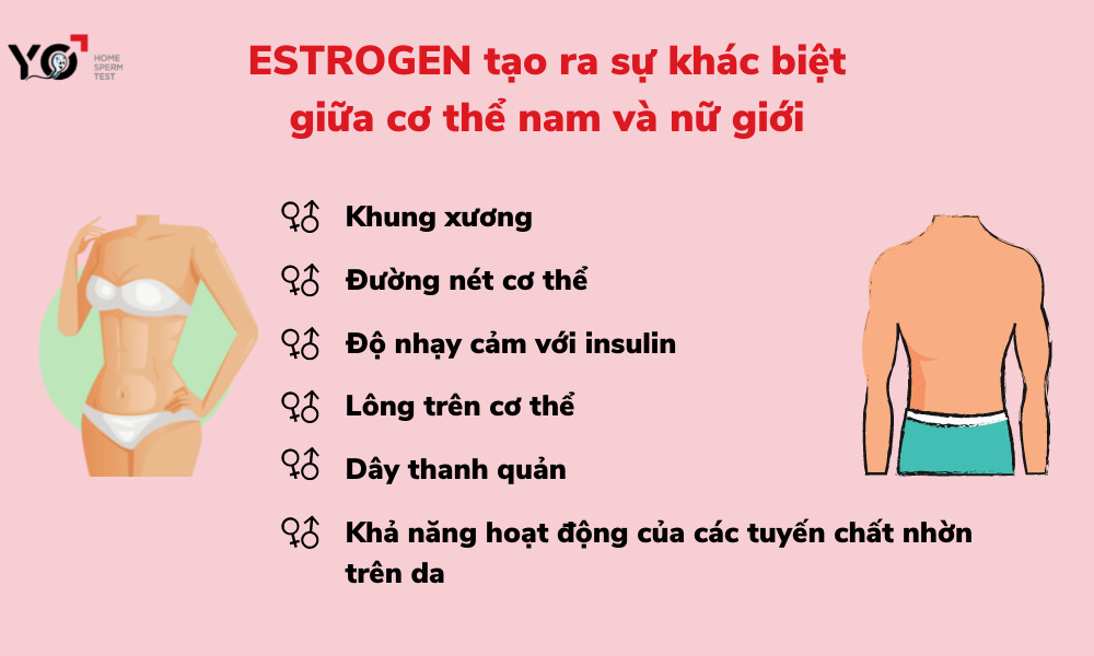 Estrogen có tác dụng gì 