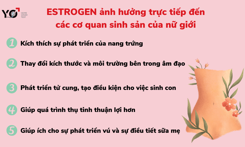 Vai trò của Estrogen