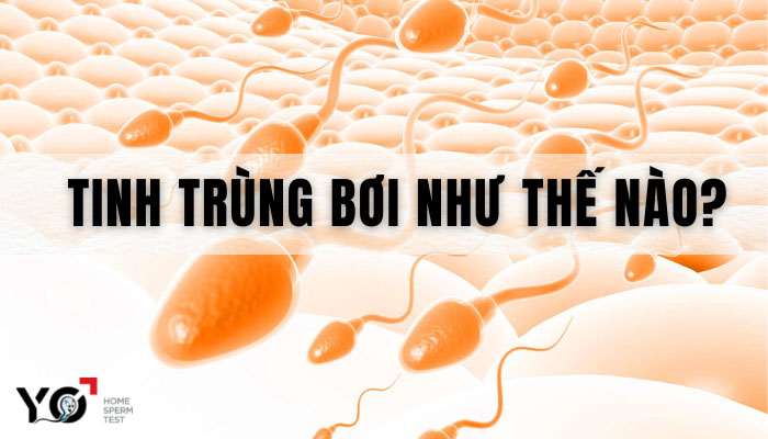 Tinh trùng bơi như thế nào?