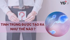 Tinh trung duoc tao ra nhu the nao 1