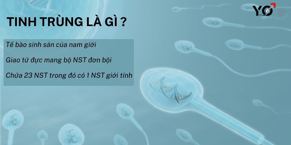 Tinh trùng chính là tế bào sinh sản của nam giới